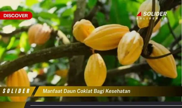 Temukan Manfaat Daun Coklat Bagi Kesehatan Yang Jarang Diketahui