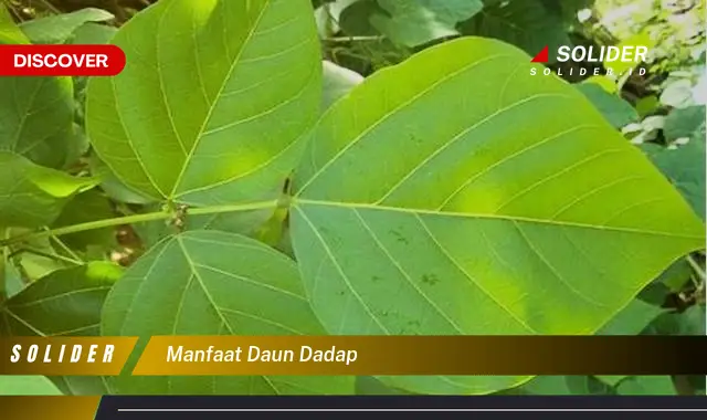 manfaat daun dadap