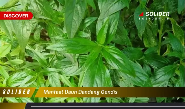 manfaat daun dandang gendis