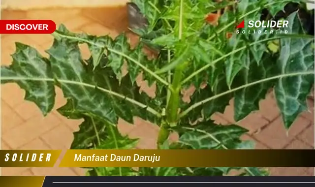 manfaat daun daruju