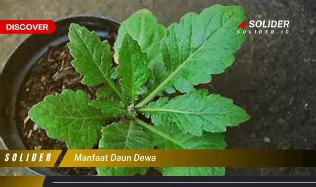 manfaat daun dewa