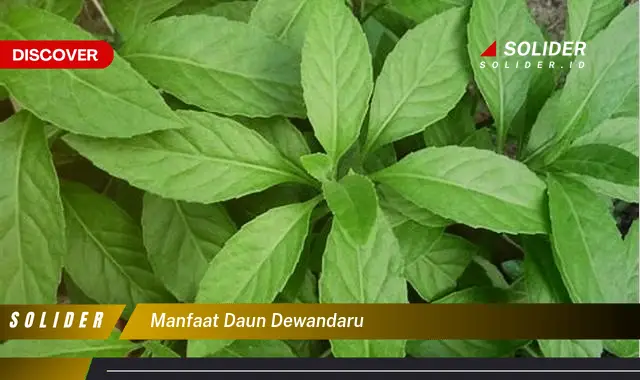 manfaat daun dewandaru