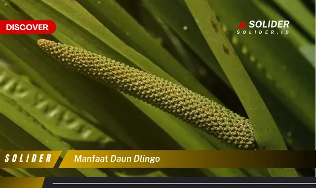 manfaat daun dlingo