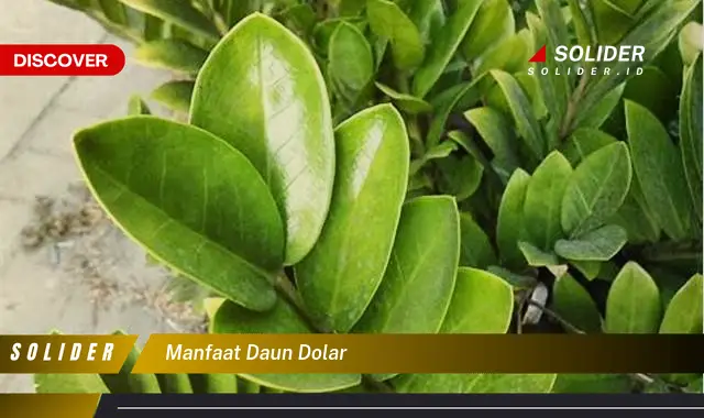 manfaat daun dolar