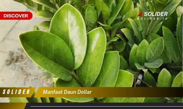 manfaat daun dollar