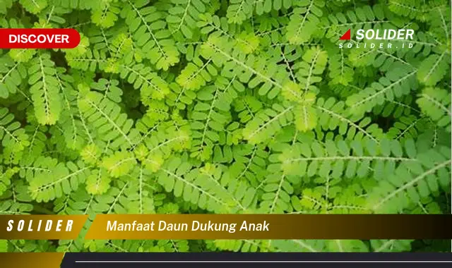 manfaat daun dukung anak