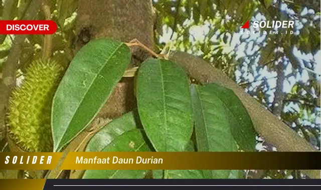 manfaat daun durian