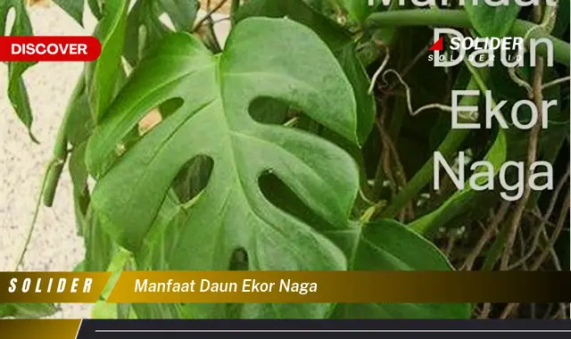 manfaat daun ekor naga