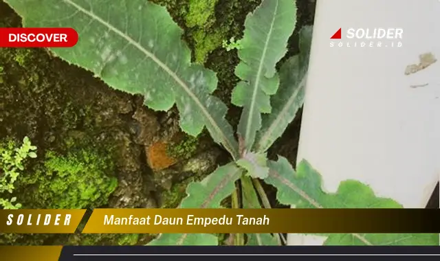 manfaat daun empedu tanah