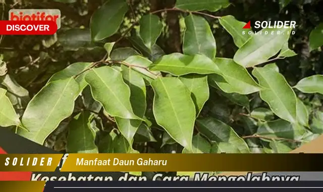 manfaat daun gaharu