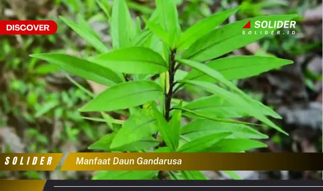 manfaat daun gandarusa