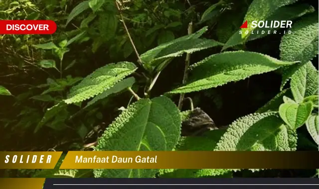 manfaat daun gatal