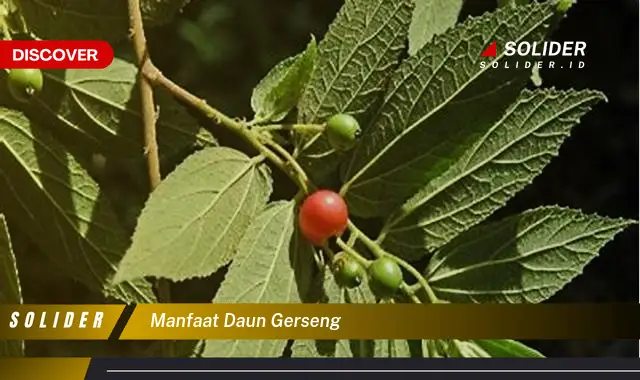 manfaat daun gerseng