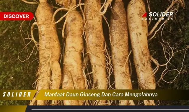 manfaat daun ginseng dan cara mengolahnya