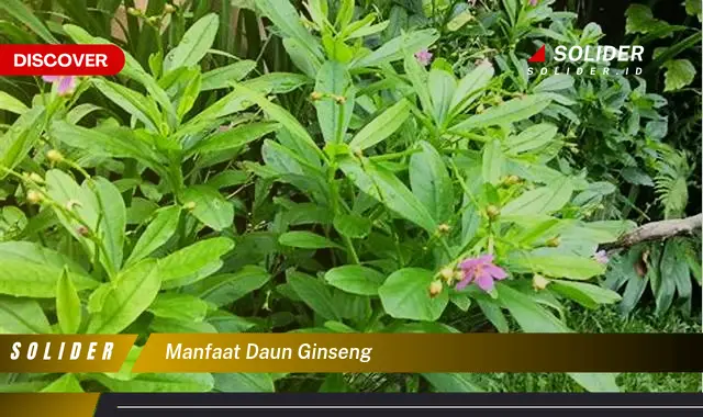 manfaat daun ginseng