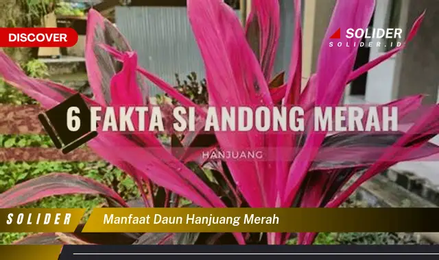 manfaat daun hanjuang merah