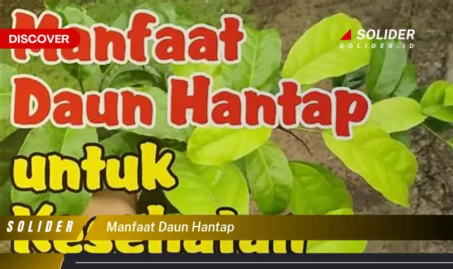 manfaat daun hantap