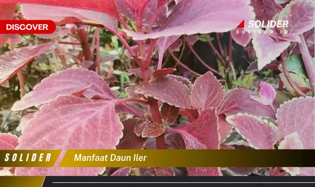 manfaat daun iler