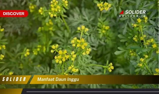 manfaat daun inggu