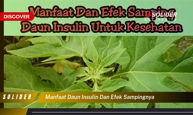 manfaat daun insulin dan efek sampingnya