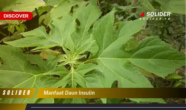 manfaat daun insulin