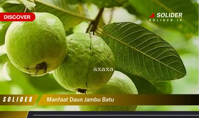 manfaat daun jambu batu