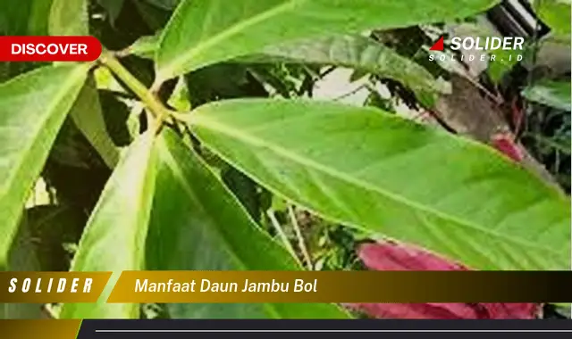 manfaat daun jambu bol