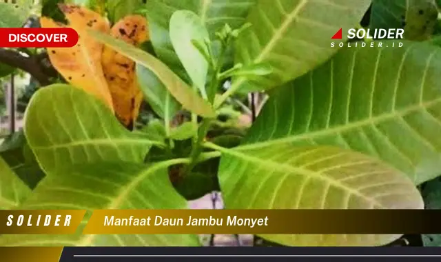 manfaat daun jambu monyet