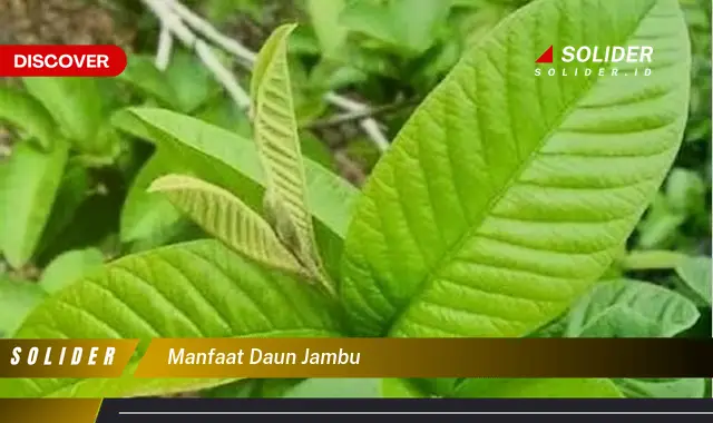 manfaat daun jambu