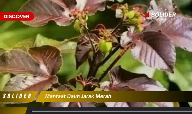 manfaat daun jarak merah