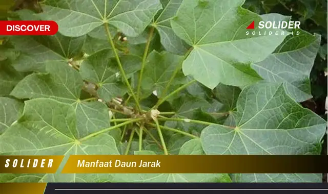 manfaat daun jarak