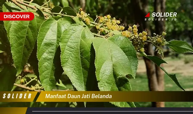 manfaat daun jati belanda