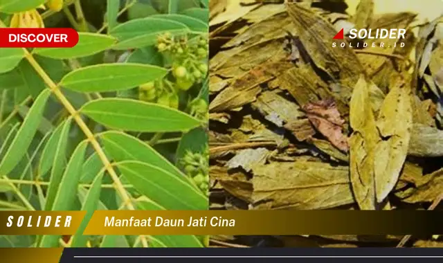 manfaat daun jati cina