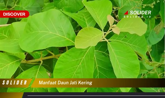 manfaat daun jati kering