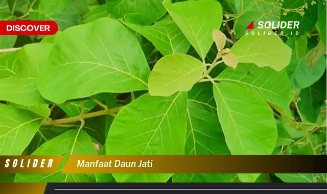 manfaat daun jati