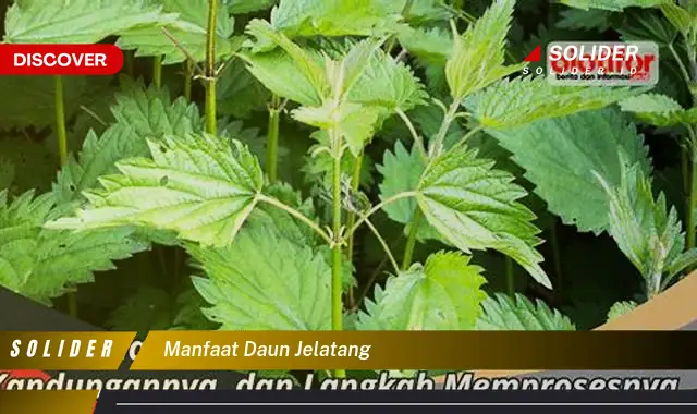 manfaat daun jelatang