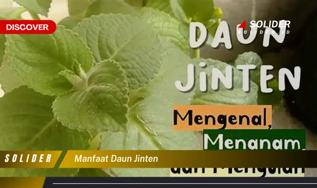 manfaat daun jinten