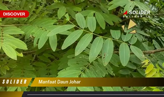 manfaat daun johar