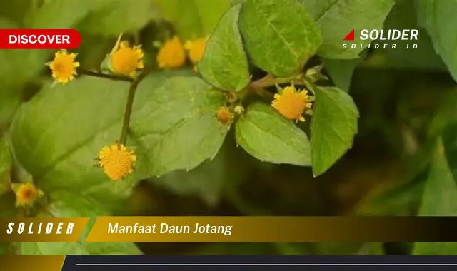 manfaat daun jotang