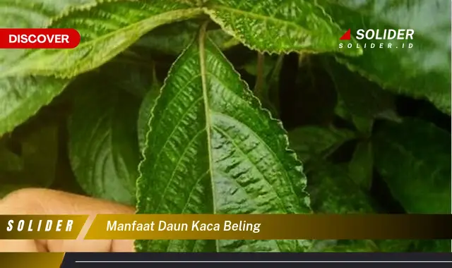 manfaat daun kaca beling