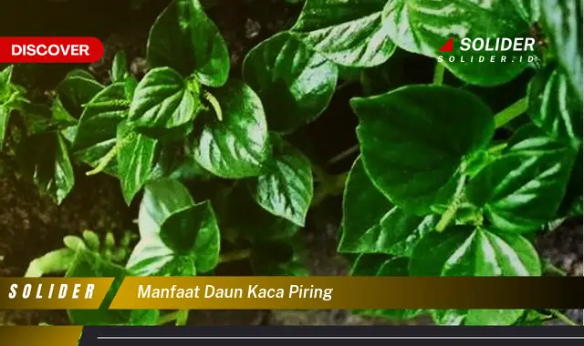 manfaat daun kaca piring