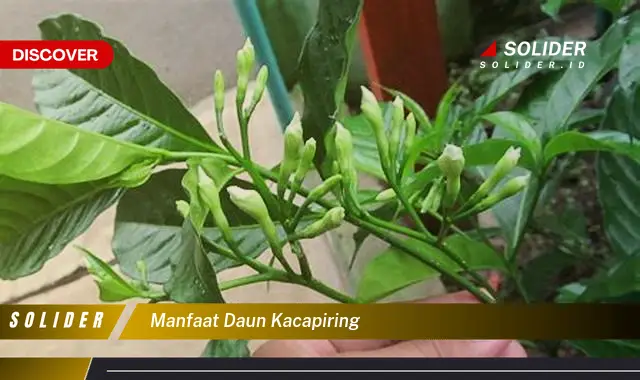 manfaat daun kacapiring