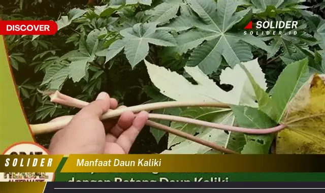 manfaat daun kaliki