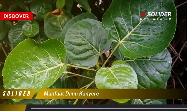 Bukan Cuma Daun Bawang Ini Dia Manfaat Daun Kanyere Yang Jarang Diketahui