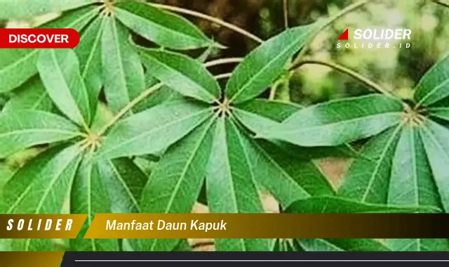 manfaat daun kapuk