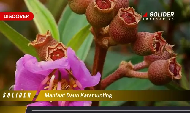 manfaat daun karamunting