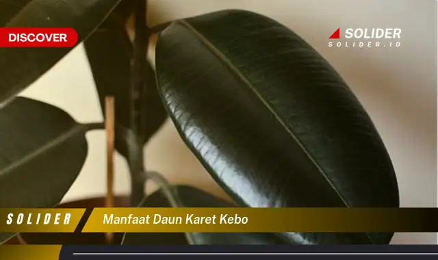 manfaat daun karet kebo