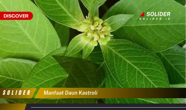 manfaat daun kastroli