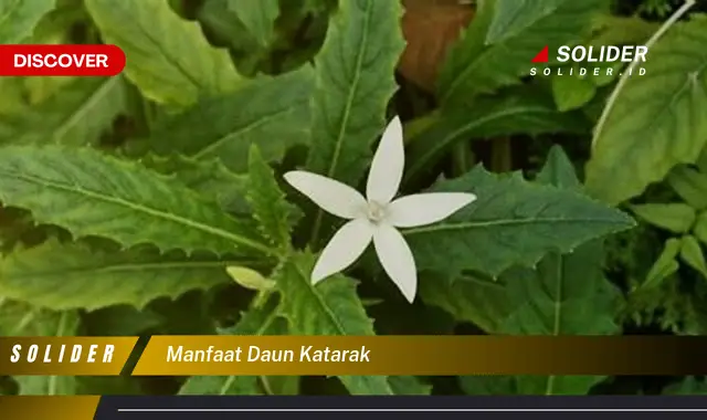 manfaat daun katarak