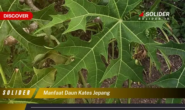 manfaat daun kates jepang